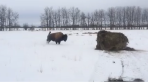 bison-playing-with-hay-bale-video