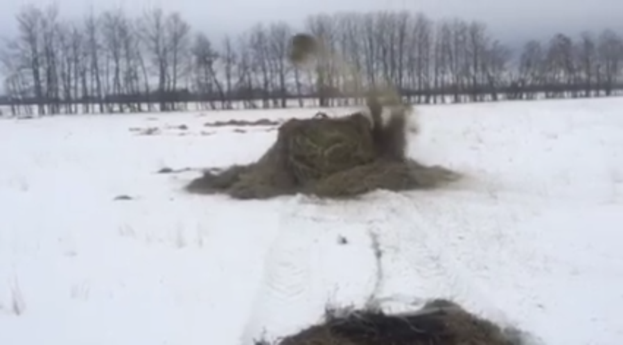 bison-throwing-hay-in-air