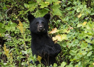 black-bear-louisiana