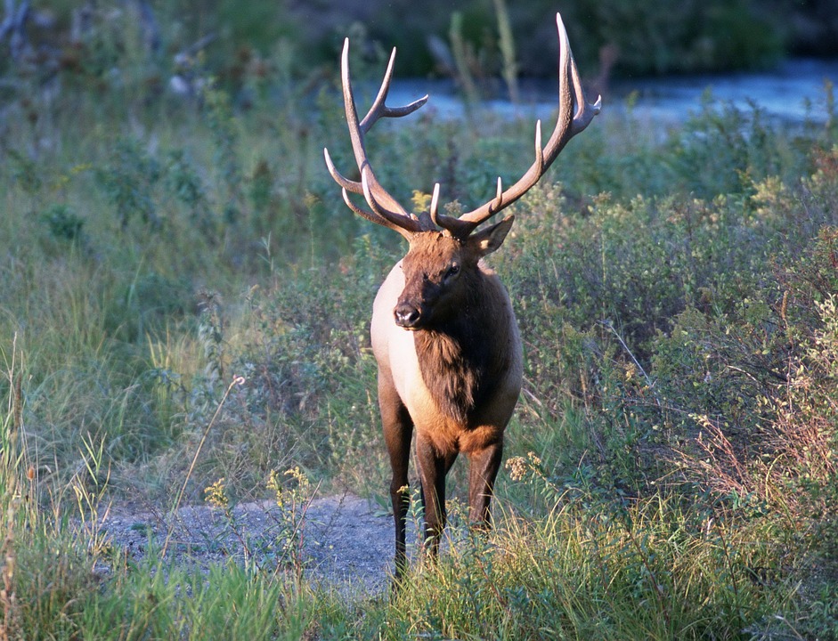 bull-elk-wyoming