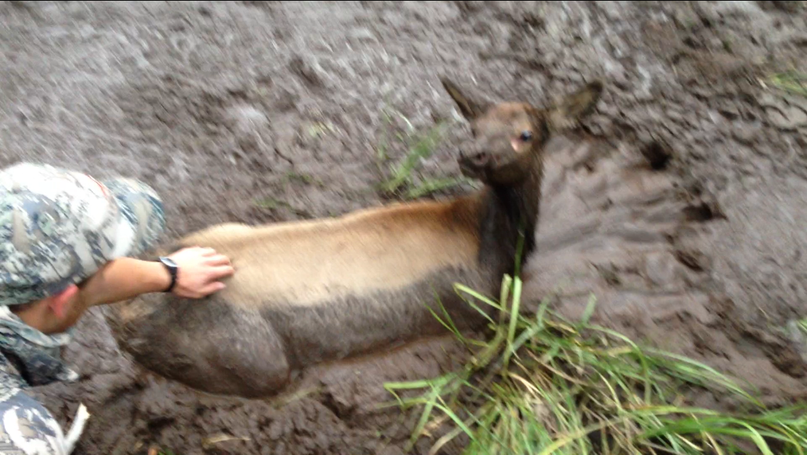 calf stuck in wallow