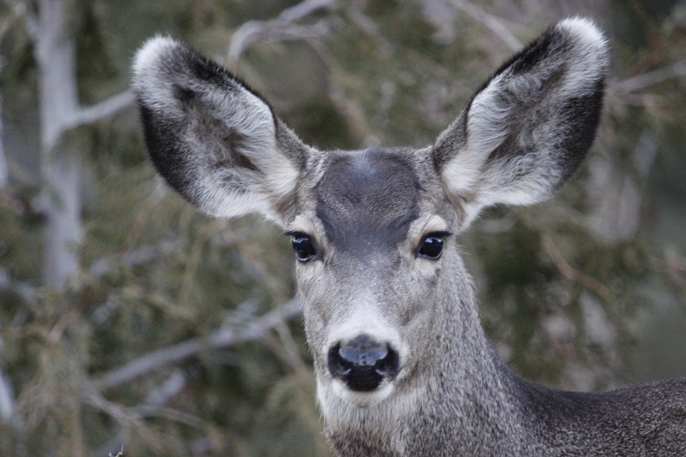 connecticut-whitetail