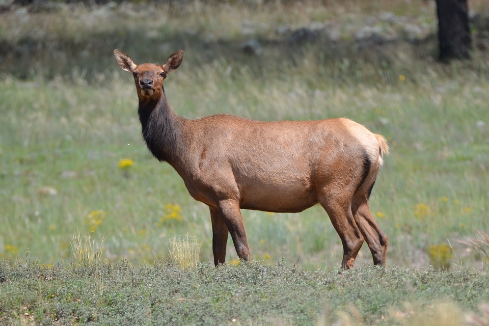 cow-elk-arkansas