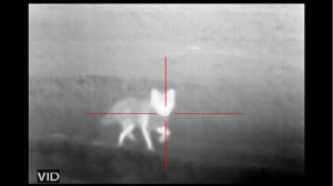 coyote-in-night-vision