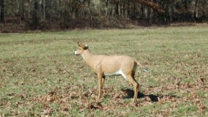 deer-decoy-ontario-ministry-of-natural-resources