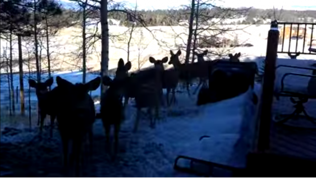 deer-herd-congregates-at-mans-house