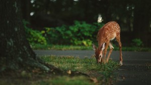 deer-in-residential-area