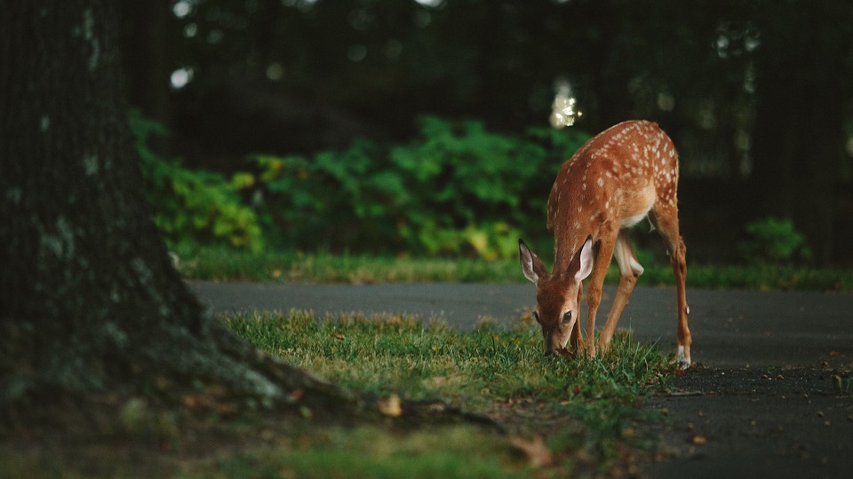 deer-in-residential-area