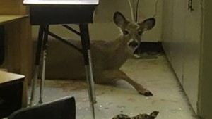 deer-jumps-through-window-in-saskatchewan-school