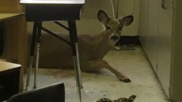 deer-jumps-through-window-in-saskatchewan-school