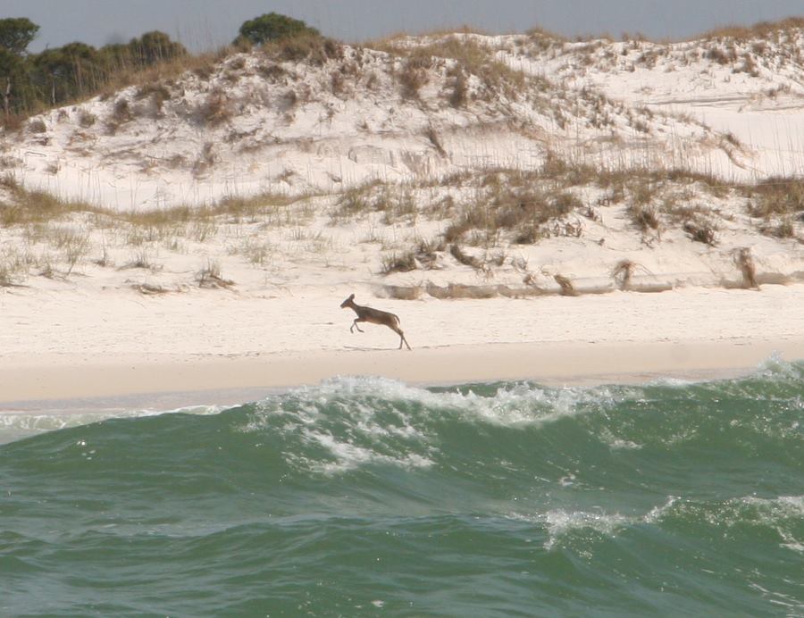 deer-pounce-along-the-beach-into-st-andrew-state-park