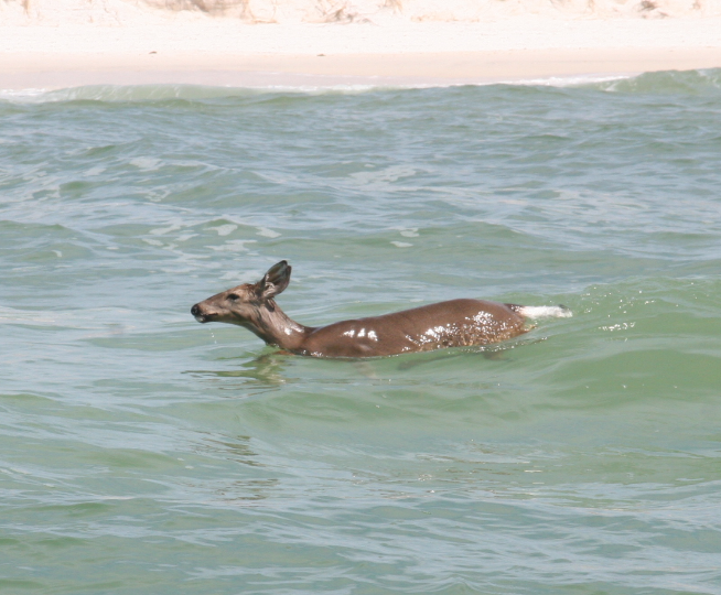 deer-swimming-back-to-shore-panama-city-beach