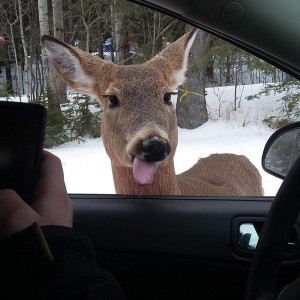 deer-with-tongue-out-car-window