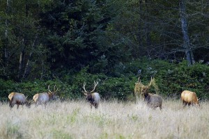 elk-grazing-oklahoma