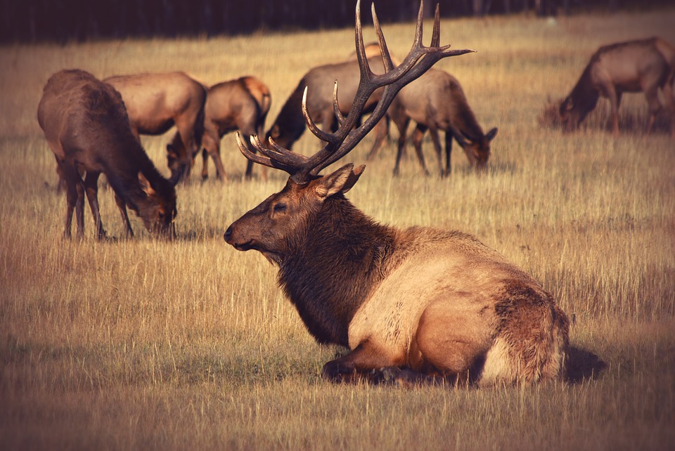 elk-herd-yellowstone