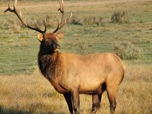 elk-jackson-hole-wyoming