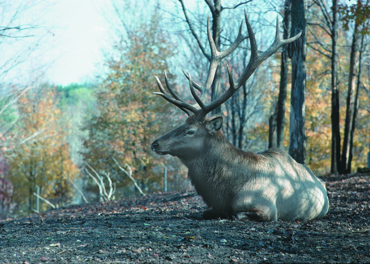 elk-michigan