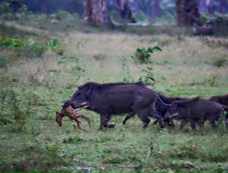 feral-hog-carrying-whitetail-deer-fawn