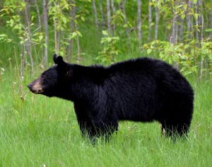 florida-black-bear