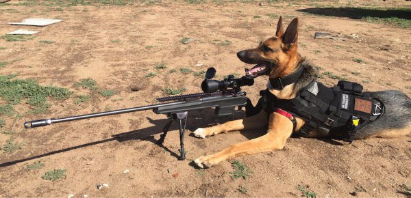 german-shepherd-with-rifle