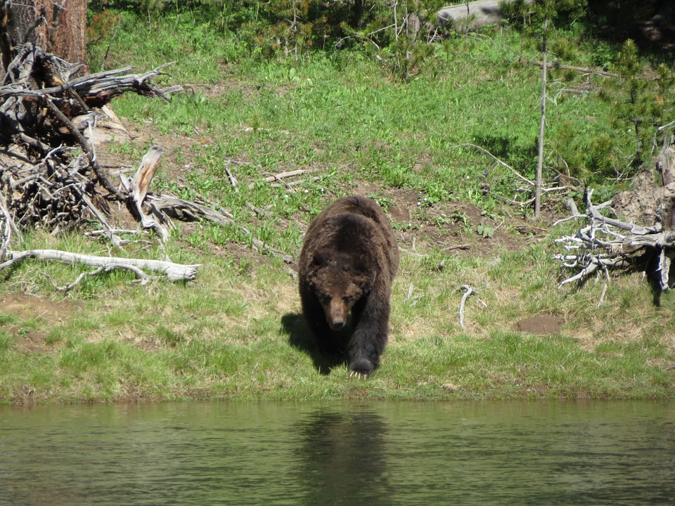 grizzly-bear-idaho