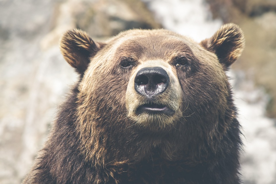 grizzly-bear-yellowstone