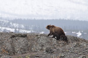 grizzly-bears-yellowstone-national-park