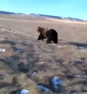 grizzly-being-chased-by-truck-montana