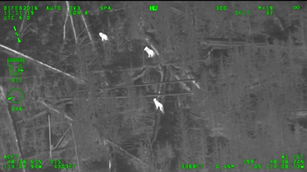 infrared-video-shows-wolves-in-timber