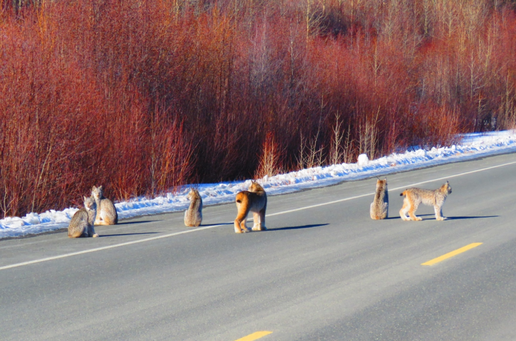 lynx-family - on-yukon-highway