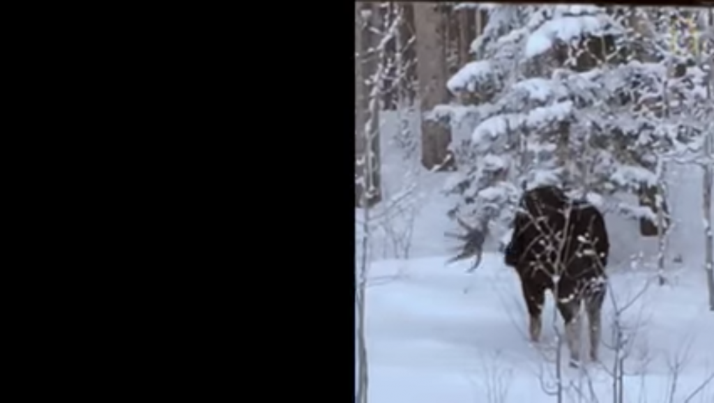 moose-antler-falling-to-the-ground