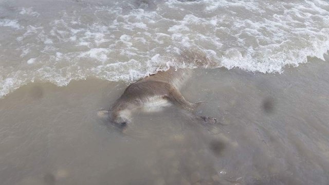 mountain-lion-found-washed-ashore-in-wyoming