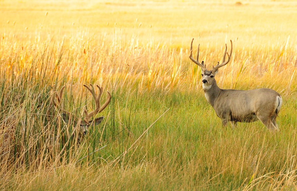 mule-deer-wyoming