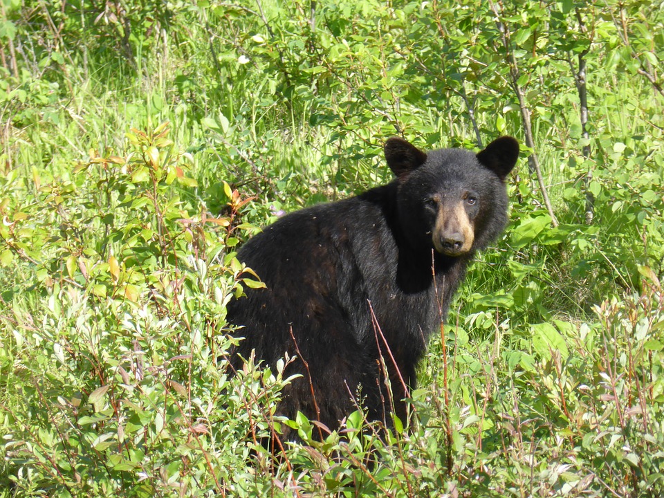 new-jersey-black-bear