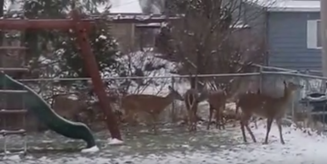 ohio-boy-finds-deer-in-back-yard