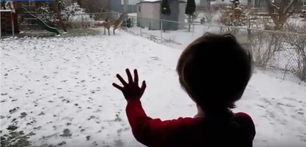 ohio-boy-goes-crazy-for-backyard-deer