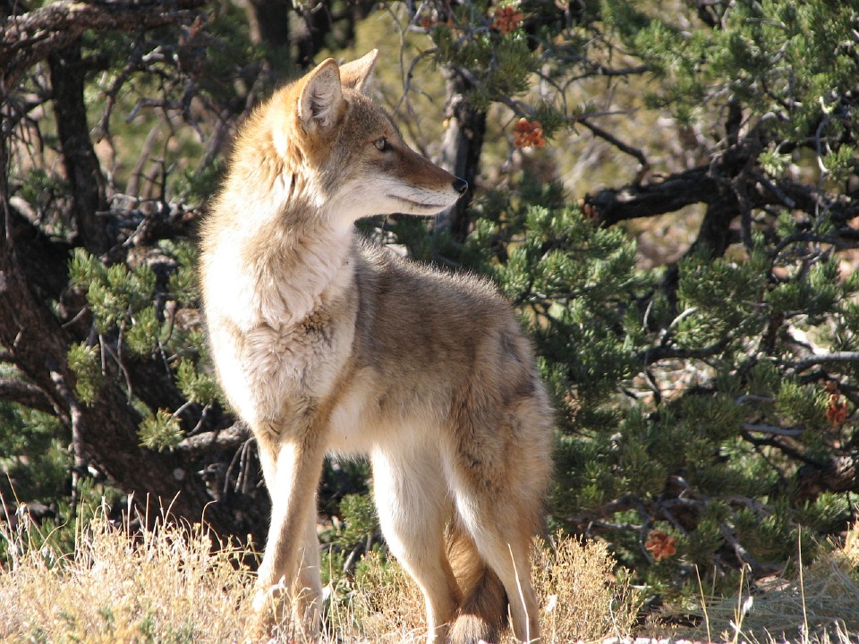 south-carolina-coyote