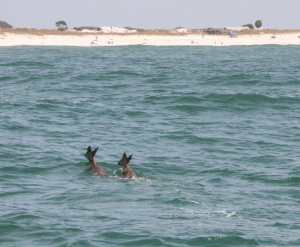 two-deer-lost-at-sea-panama-city-beach