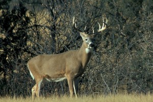 white-tail-deer-buck