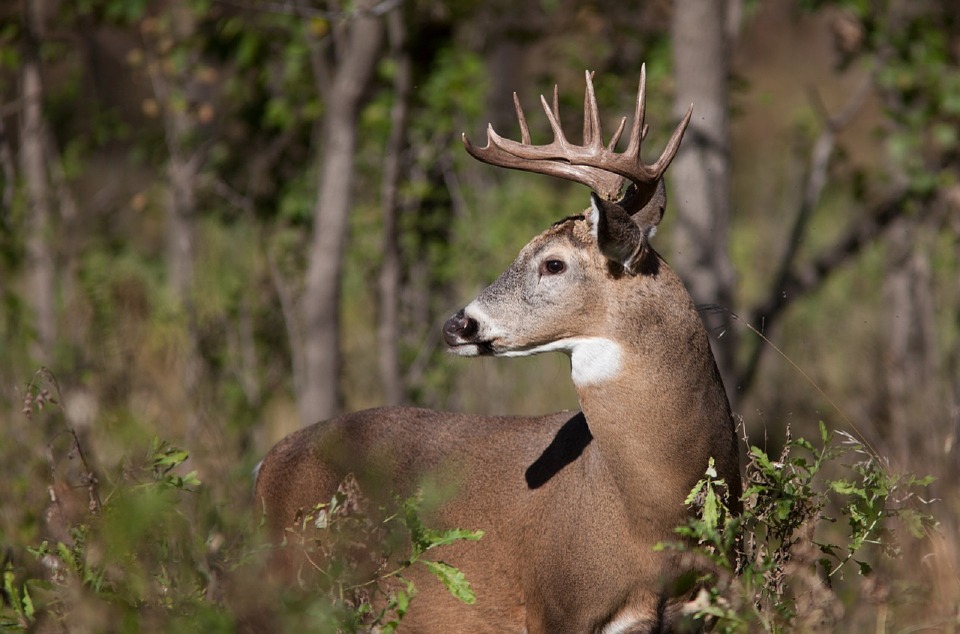 white-tail-deer-pennsylvania