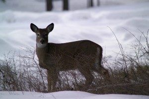white-tailed-deer-ann-arbor-michigan