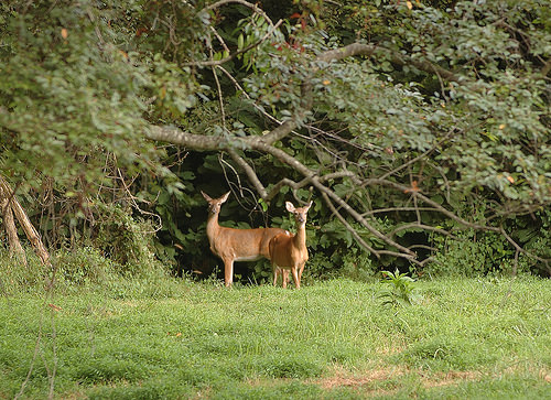 white-tailed-deer-maryland