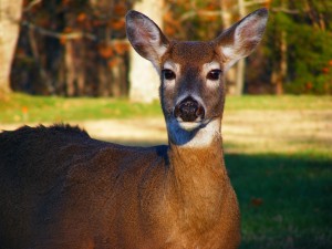 whitetail-deer-oregon