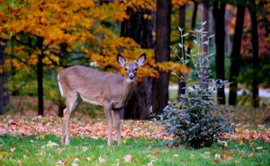 whitetail-doe-new-brunswick