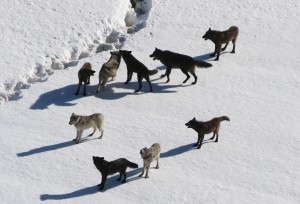 wolf-pack-washington-state