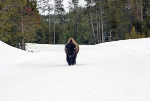 yellowstone-bison