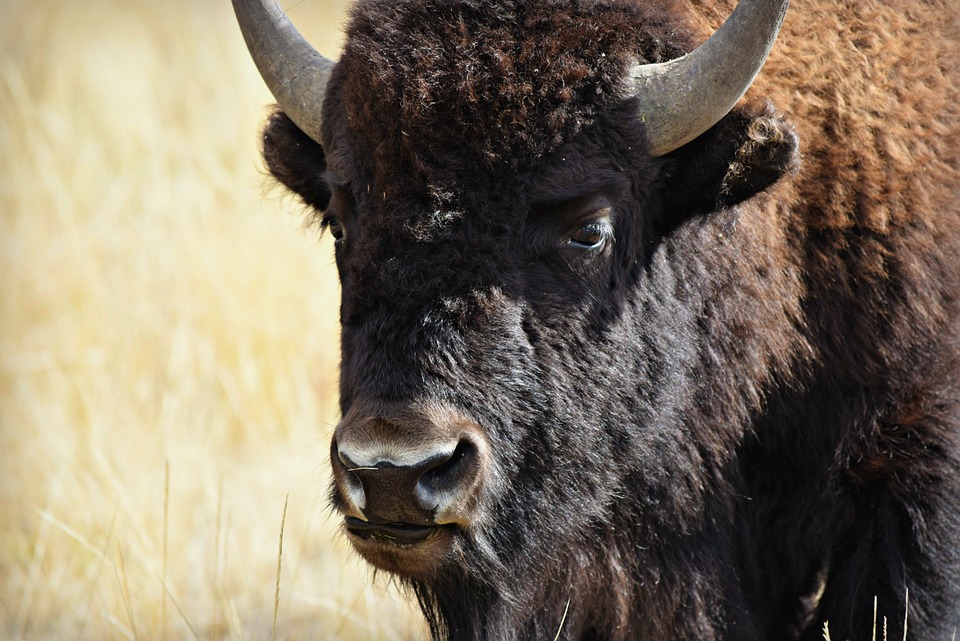 yellowstone-bison