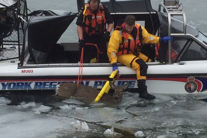 york-regional-police-rescue-deer