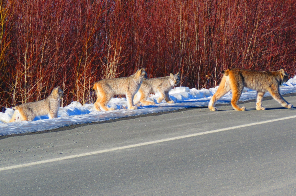 yukon-couple-photographs-family-of-lynx-on-highway