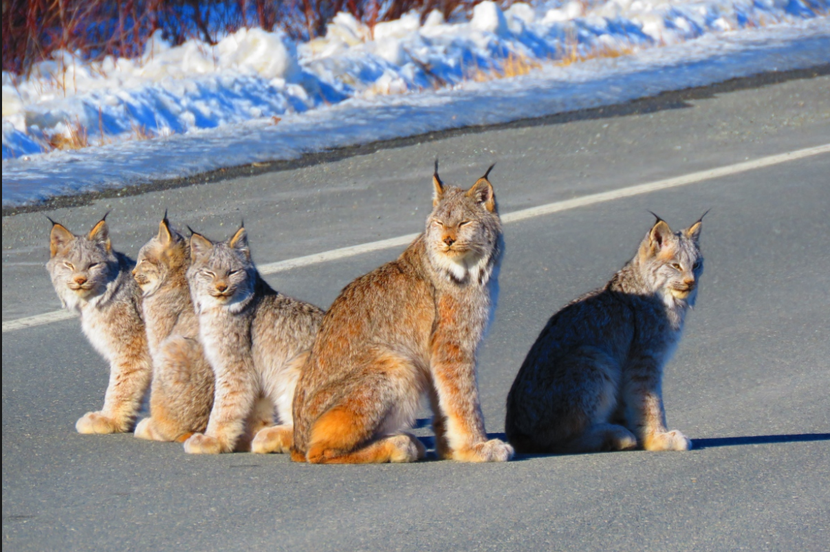 yukon-couple-photographs-family-of-lynx